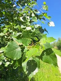 Wilgenfamilie [Salicaceae]